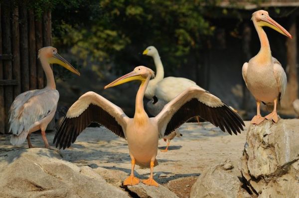 哈爾濱鳥語林動物園(你見過這么多鳥嗎)