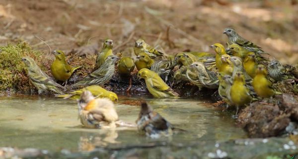 哈爾濱鳥語林動物園(你見過這么多鳥嗎)