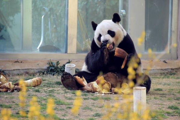 天津動物園(  能看到大熊貓嗎)