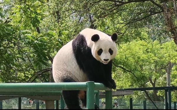 天津動物園(  能看到大熊貓嗎)