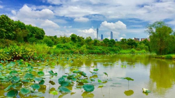 廣州海珠濕地公園(你真的了解它嗎)