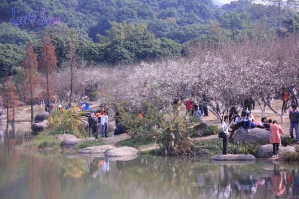 廣州蘿崗香雪公園(蘿崗香雪公園值得一去嗎)