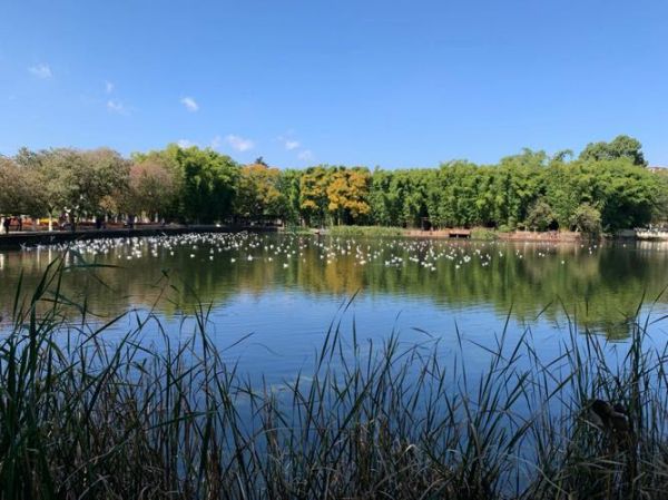 昆明一日游(去翠湖公園還是去滇池海埂公園)