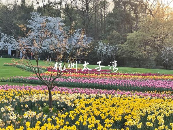 杭州太子灣公園( 櫻花和郁金香哪個(gè)更值得看)