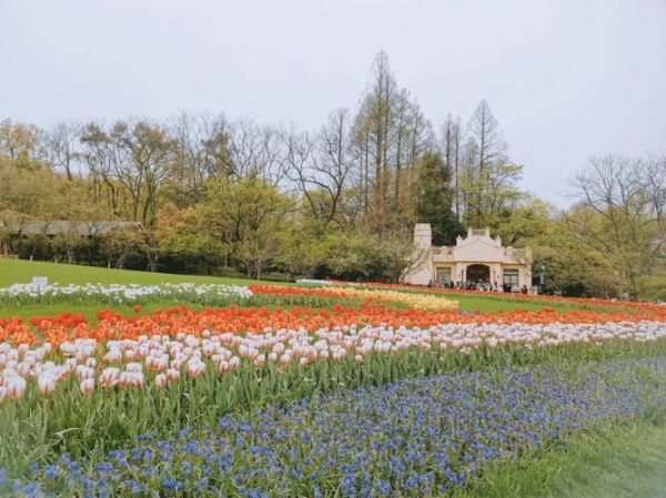 杭州太子灣公園( 櫻花和郁金香哪個(gè)更值得看)