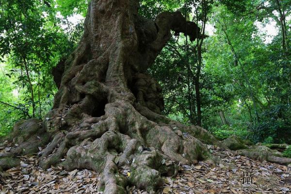 江門圭峰山風(fēng)景區(qū)，聽說那里有好多古樹，你去過嗎？聽說那里還有好多珍稀植物，你去過嗎？