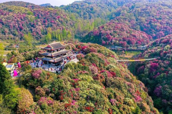 百里杜鵑風(fēng)景名勝區(qū)(去過(guò)的人都說(shuō)好)