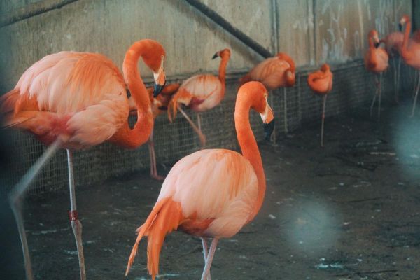 石家莊寵物園(值得去逛逛嗎)