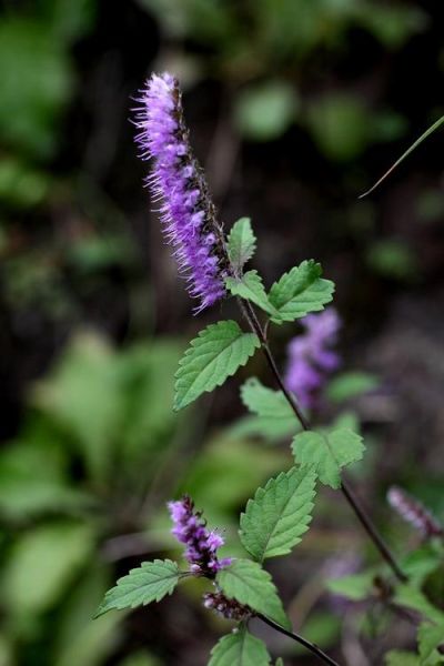 青島植物園(里面有哪些珍稀植物)