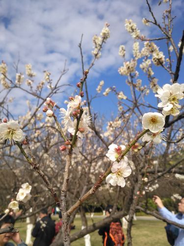 香雪公園(現(xiàn)在是最佳觀賞期嗎)