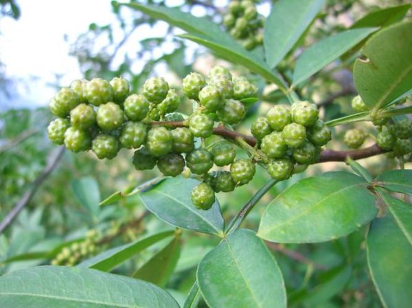 花椒星座大全(有什么獨特之處)