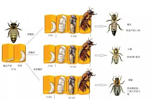 蜜蜂的生活環(huán)(它們是如何幫助人類的)